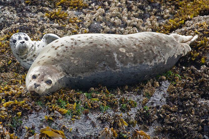 Victoria Whale and Wildlife Cruise - Authentic Experiences Highlighted by Travelers