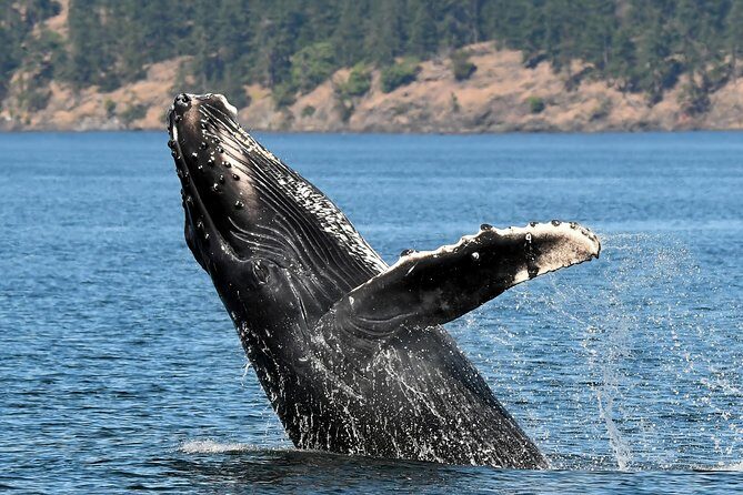 Victoria Whale and Wildlife Cruise - Who Should Consider This Tour?