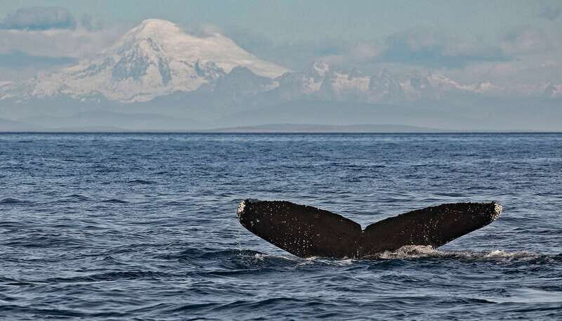 Victoria: Whale and Wildlife Semi-Covered Boating Tour - The Sum Up