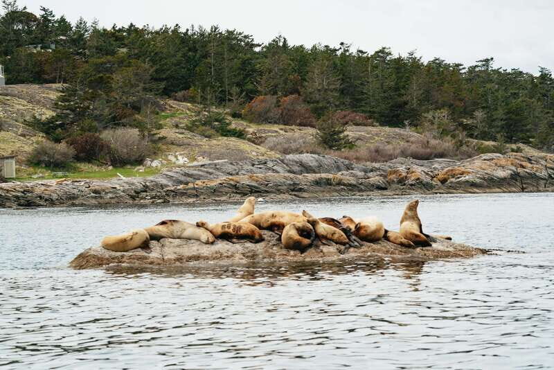 Victoria: Whale Watching Adventure in a Zodiac Boat - A Detailed Look at the Experience
