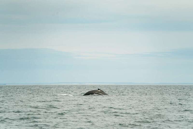 Victoria: Whale Watching Adventure in a Zodiac Boat - Practical Details