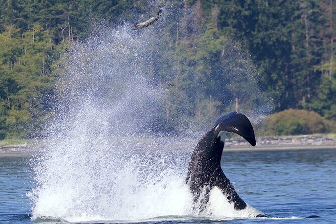 Victoria Whale Watching Cruise with Expert Naturalists - Who Will Love This Tour?
