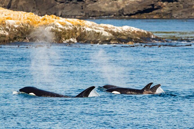 Victoria Whale Watching Tour on a Covered Vessel - Frequently Asked Questions