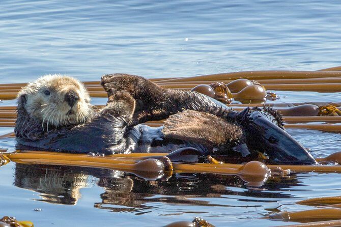 Victoria: Winter Whale Watching & Marine Wildlife Tour - The Experience from the Perspective of Past Travelers