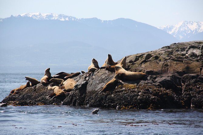 Victoria: Winter Whale Watching & Marine Wildlife Tour - The Sum Up: Who Will Love This Tour?