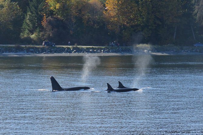 Victoria Zodiac Whale Watching Adventure - Who Should Book This Tour?