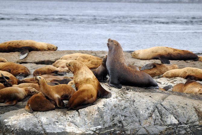 Victoria Zodiac Whale Watching Adventure - Frequently Asked Questions