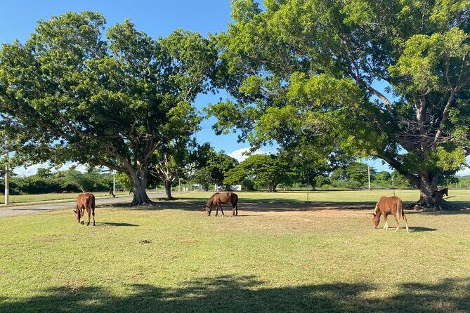 Vieques Bio Bay Tour and Beach Day Trip from San Juan by Ferry - Who Will Love This Tour?