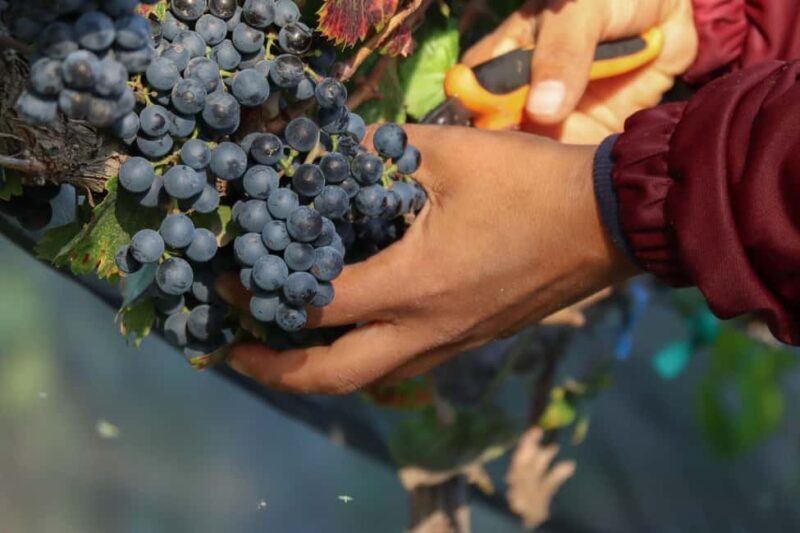 VINEYARD TOUR - Practical Tips for Travelers