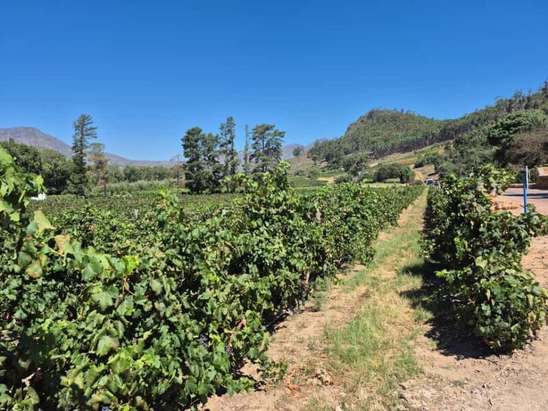 Vineyard Tour: Wine tasting, cheese and walking in Franschhoek - An In-Depth Look at the Vineyard Tour Experience