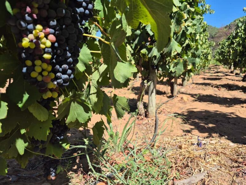 Vineyard Tour: Wine tasting, cheese and walking in Franschhoek - Final Thoughts