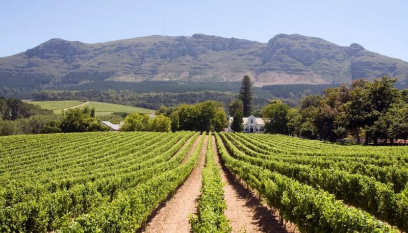 Vineyard Voyages Private Tour: Cape Town to Stellenbosch - Who is This Tour Best For?