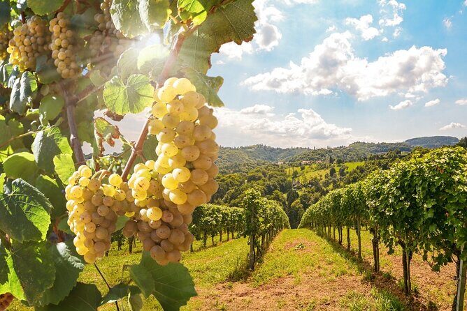 Vino Voyage Niagara Wine Country Bus Tour - Final Thoughts: Who Should Consider This Tour?