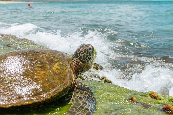 Vintage VW Turtle Tour on the North Shore - Discovering Oahu’s North Shore: A Personal Perspective