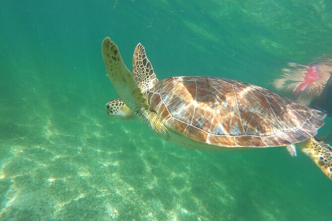 VIP Cenotes & Turtles Private Tour - The Sum Up: A Genuine, Value-Driven Water Adventure
