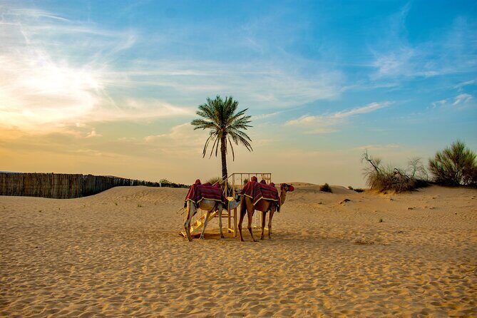 VIP Dubai Desert Safari Camel Ride, Sand Ski, Live BBQ Dinner - An Honest Look at the Experience