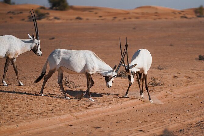 VIP Dubai Sunset Desert Safari: Camel Ride, BBQ, Unlimited Spirit - The Sum Up: Who Will Love This Tour?