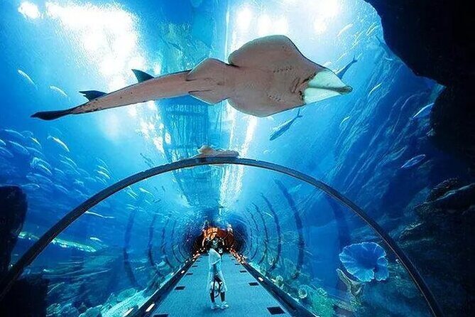 VIP Experience Dubai Aquarium & Underwater Zoo-As per Selection - An In-Depth Look at the Tour