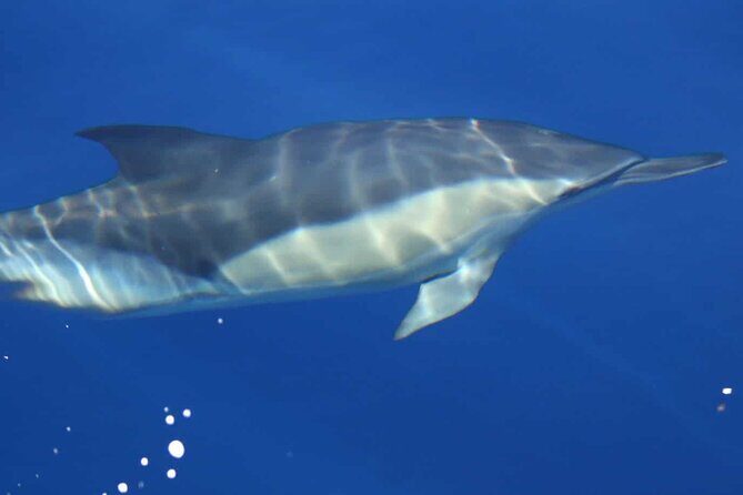 ViP Full Day Swimming With Dolphin Sea Trip With Lunch - Hurghada - The Experience: What You Can Expect