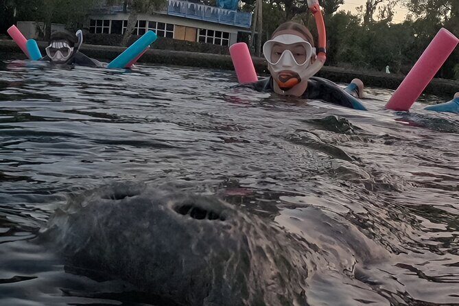 VIP Guided Swim with Manatee Tour Crystal River FL Free Photos - An In-Depth Look at the Tour Experience