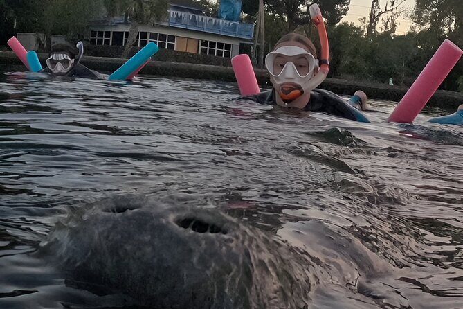 VIP Guided Swim with Manatee Tour Crystal River FL Free Photos - The Sum Up: Is It Worth It?