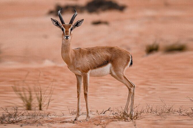 VIP Half Day Private Desert Safari in Dubai - What to Expect: A Well-Rounded Desert Adventure
