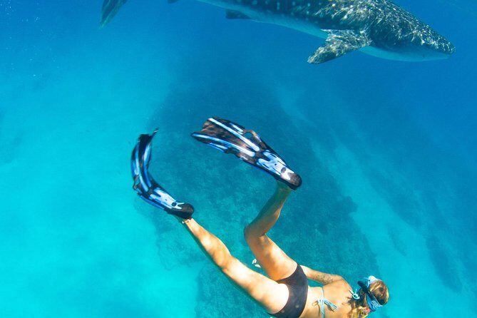 VIP luxury chartered escapes, exploring the reef at your own pace - The Sum Up: Who Is This Tour Best For?