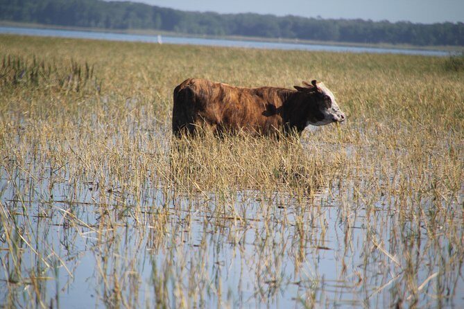 VIP Private Airboat Tour near Orlando - Discover Florida’s Untamed Beauty with a Private Airboat Ride