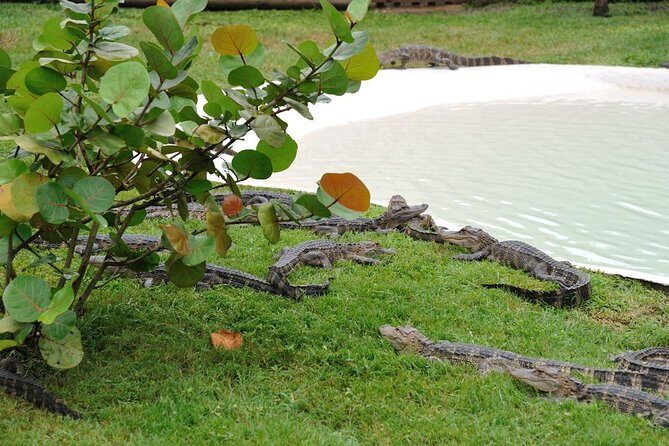 VIP Private Airboat Tour near Orlando - Who Should Consider This Tour?