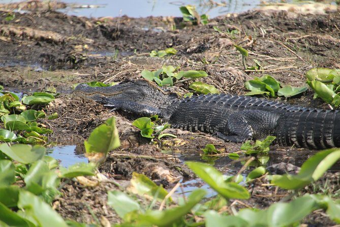 VIP Private Airboat Tour near Orlando - The Sum Up: Is It Worth It?