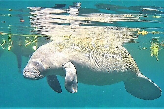 VIP Private Boat Manatee Snorkel Tour with In-Water Guide and Photograper - Practical Details for Future Travelers