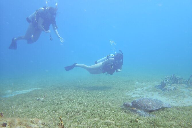 VIP Private Guided Scuba Diving/Snorkeling Excursion - Final Thoughts: Who Is This Tour Perfect For?