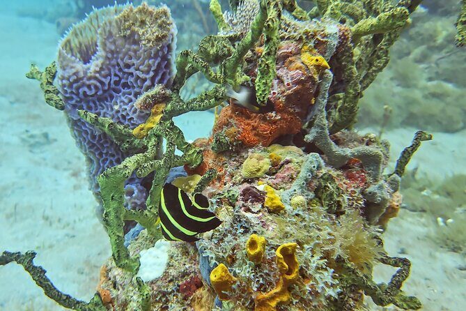 VIP Private Guided Scuba Diving/Snorkeling Excursion - FAQs