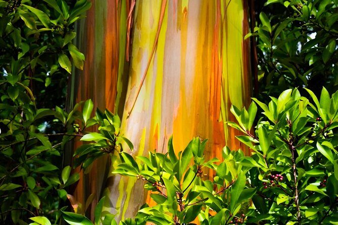 VIP Private Road to Hana and Haleakala Sunset Tour - FAQ