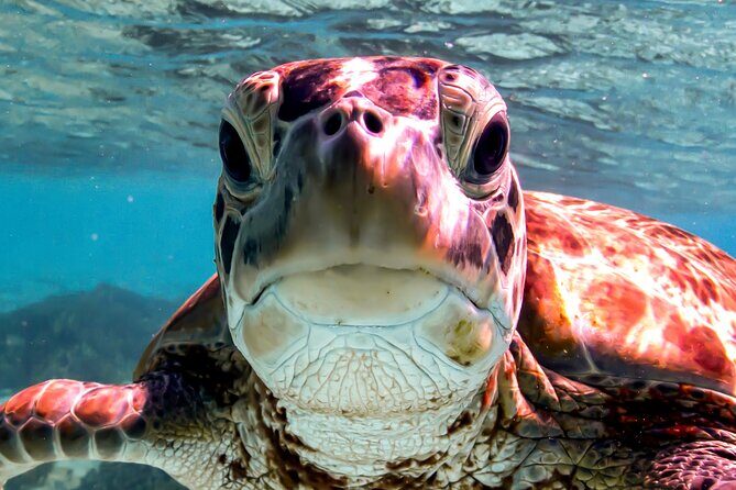 VIP Private Snorkeling Tour with Underwater Photos - Why You Should Consider This Tour