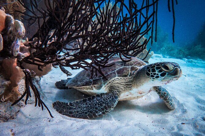 VIP Private Snorkeling Tour with Underwater Photos - FAQ