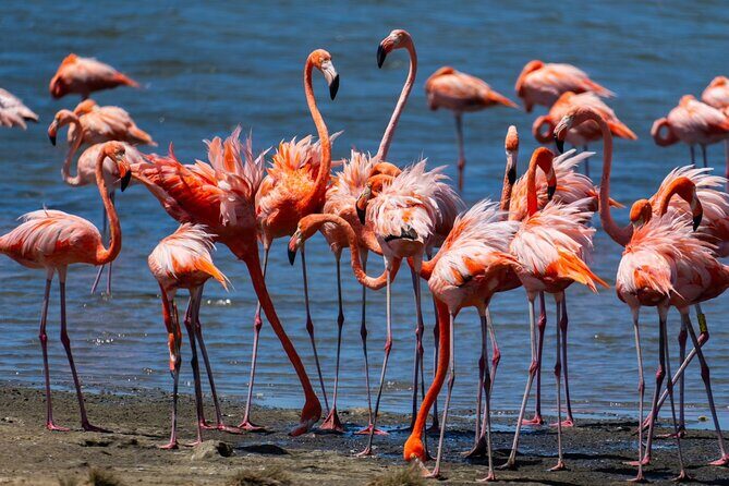 VIP Private South Island Tour - Final Thoughts: Who Should Consider This Tour?