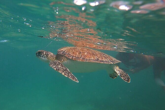 VIP San Juan: Snorkeling Tour with Turtles with Free Videos - What to Expect on the Tour