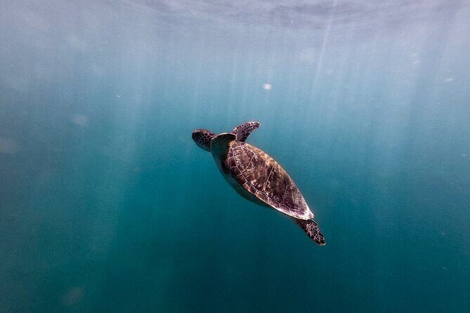 VIP San Juan: Snorkeling Tour with Turtles with Free Videos - FAQ