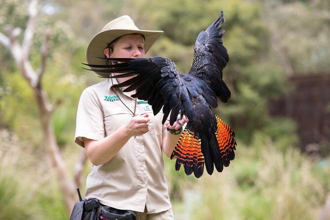 VIP Sanctuary Tour at Healesville Sanctuary - excl. entry - Exploring the Healesville Sanctuary VIP Experience in Detail