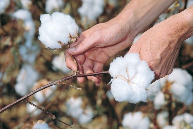 VIP Shopping Private Tour Papyrus Perfume Bazaars and Cotton - FAQ