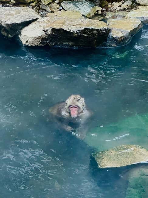 VIP Snow Monkey Park & Zenkoji Temple One Day Private Tour - An In-Depth Look at the Tour Experience
