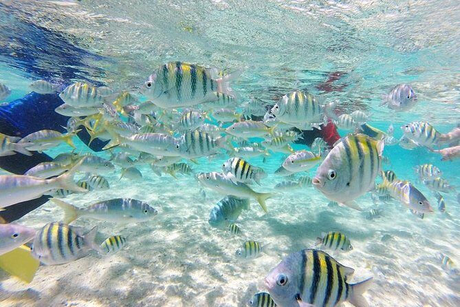 VIP tour to Paradise Island & The Mangroves - The Itinerary Breakdown: What Makes Each Stop Special