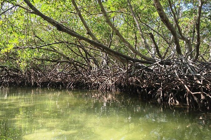 VIP tour to Paradise Island & The Mangroves - Who Should Consider This Tour?