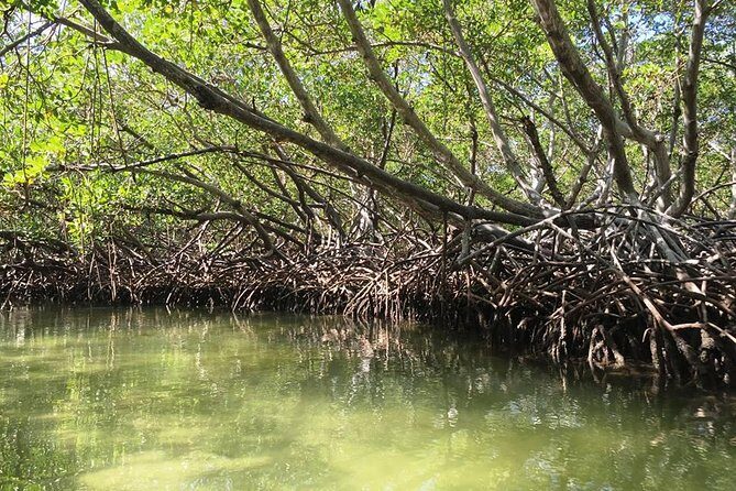 VIP tour to Paradise Island & The Mangroves - The Sum Up: Who Will Find This Tour Most Valuable?