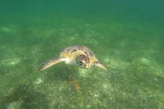 VIP Tulum & Turtles Private Tour - What’s Included and What’s Not