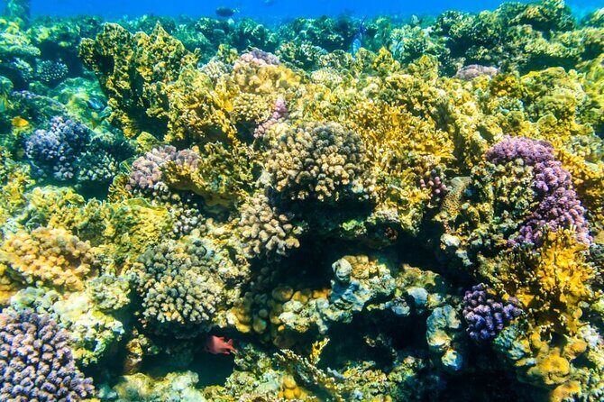 VIP -White Island & Ras Mohamed Snorkel Excursion - FAQ