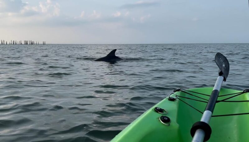 Virginia Beach: Dolphin Kayak Tour: This is a Workout! - A Close Look at the Virginia Beach Dolphin Kayak Tour