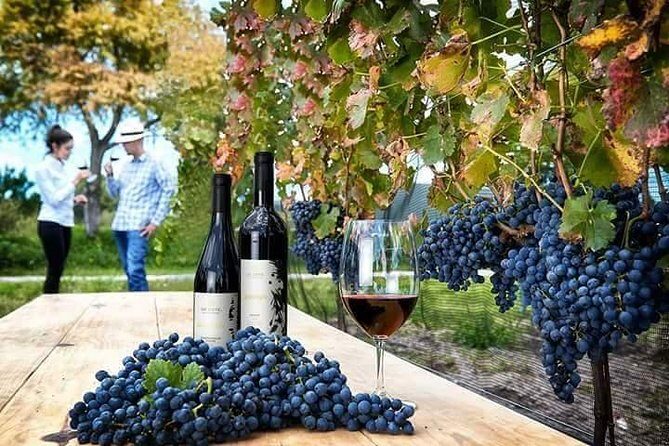 Visit 1 Cheese Factory and 2 Vineyards, starting from Querétaro - Practical Details and Value