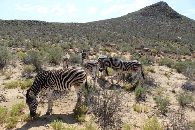 Visit African Big 5 Safari Aquila Game Reserve from Cape Town - full Day - Key Points